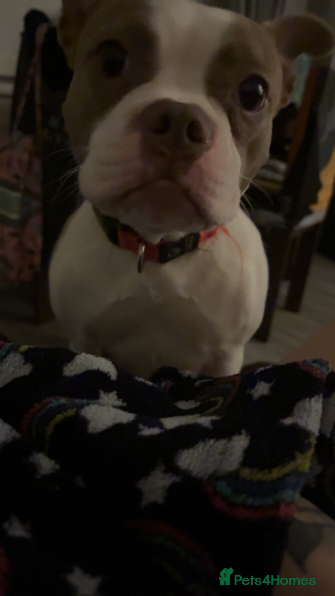 Mixed Breed dogs for sale: 21-Month Female Staff x Boston seeking active home - Advert 3