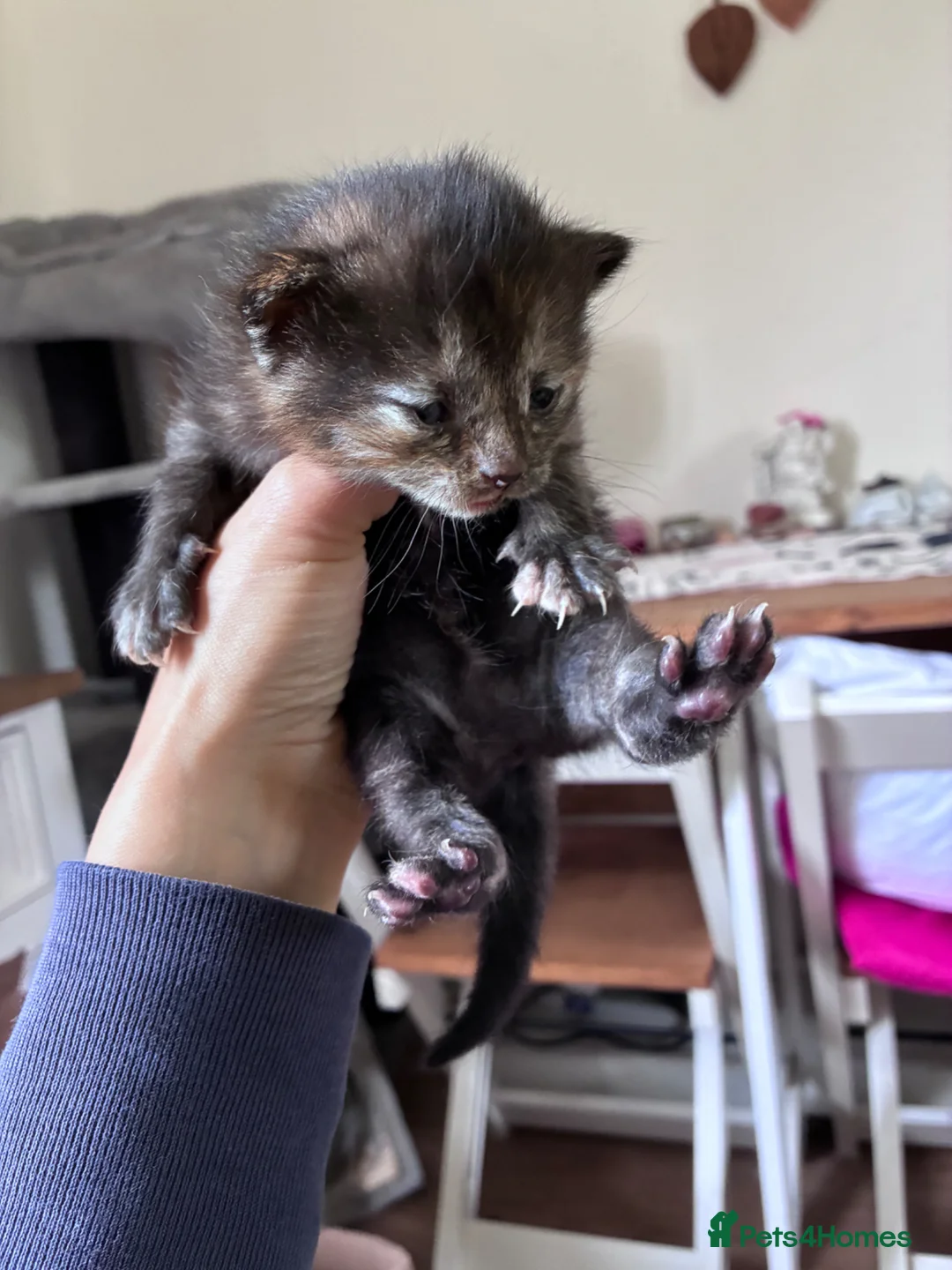 Maine Coon cats for sale: Maine coon x girl kitten - Advert 2