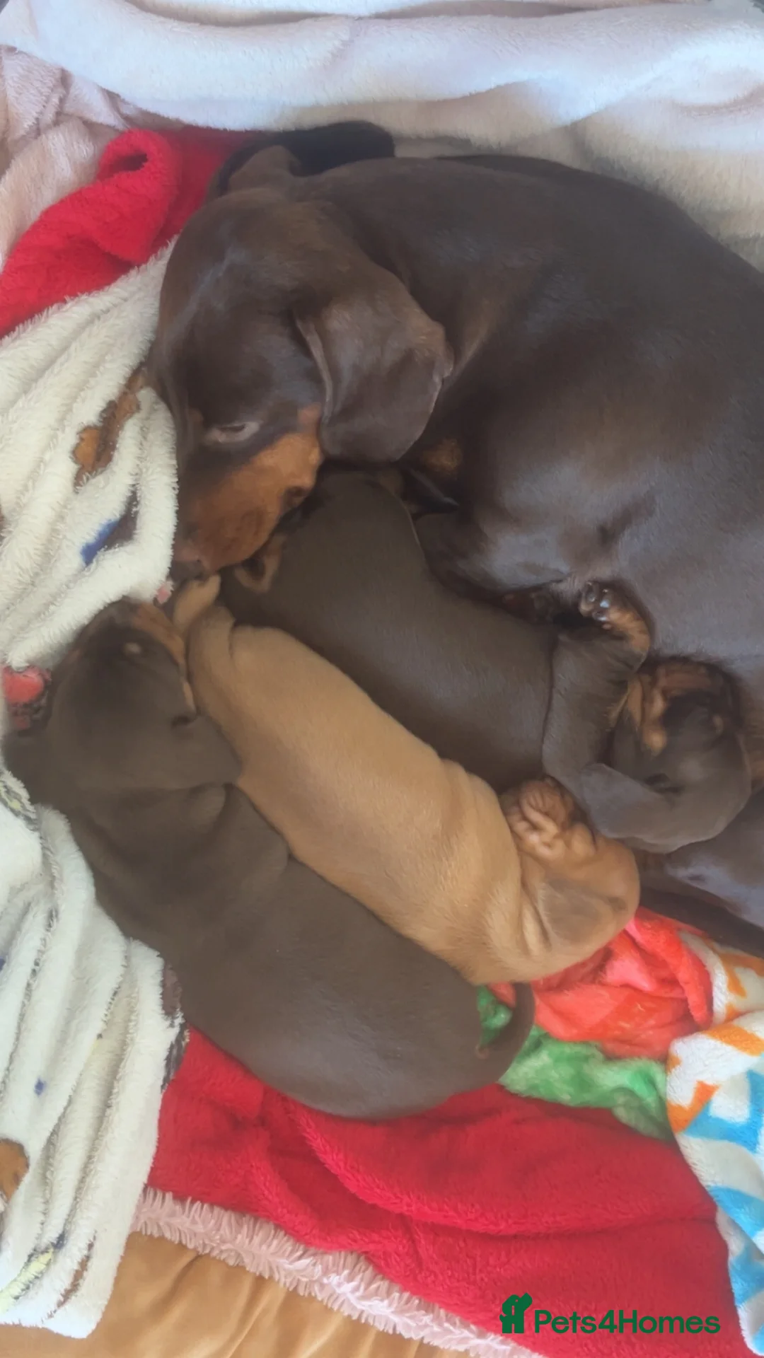 Dachshund dogs for sale: Choclate tri dashund full size  - Advert 5