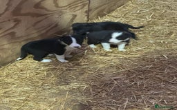 Mixed Breed dogs for sale: Sheepdog puppies for sale - Image 3