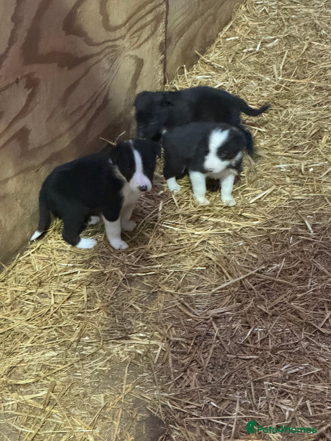 Mixed Breed dogs for sale: Sheepdog puppies for sale - Image 3