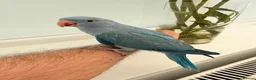 Ringnecks birds for sale:     Super Tame Hand Reared Babies Ready for Rehome - Advert 8