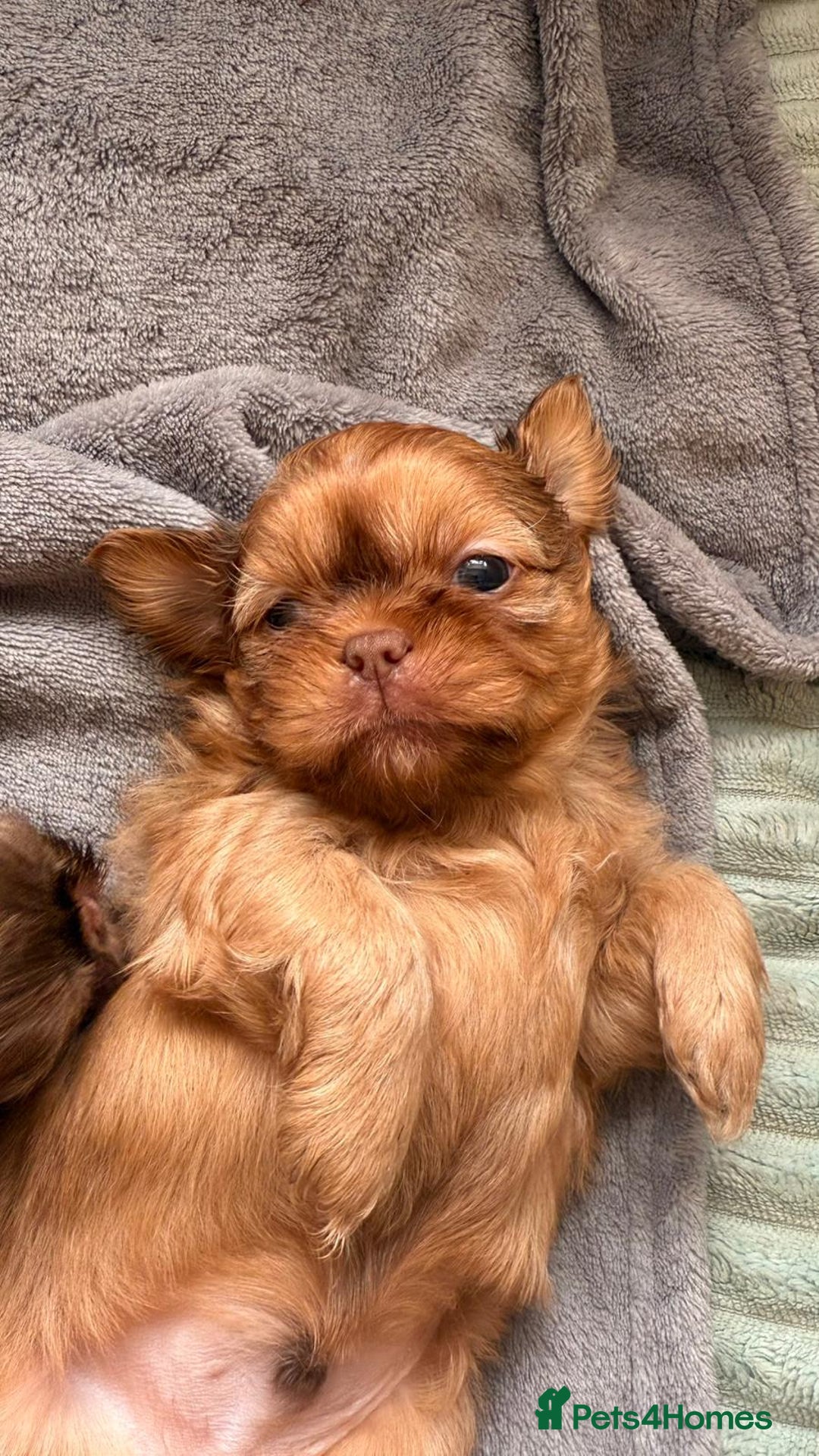 Imperial Shih Shih Tzu Choco Liver Price Liver Shih Tzu Puppies