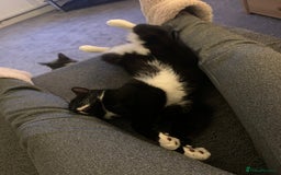 Mixed Breed cats for sale: Flimflam & Bojo - Image 18