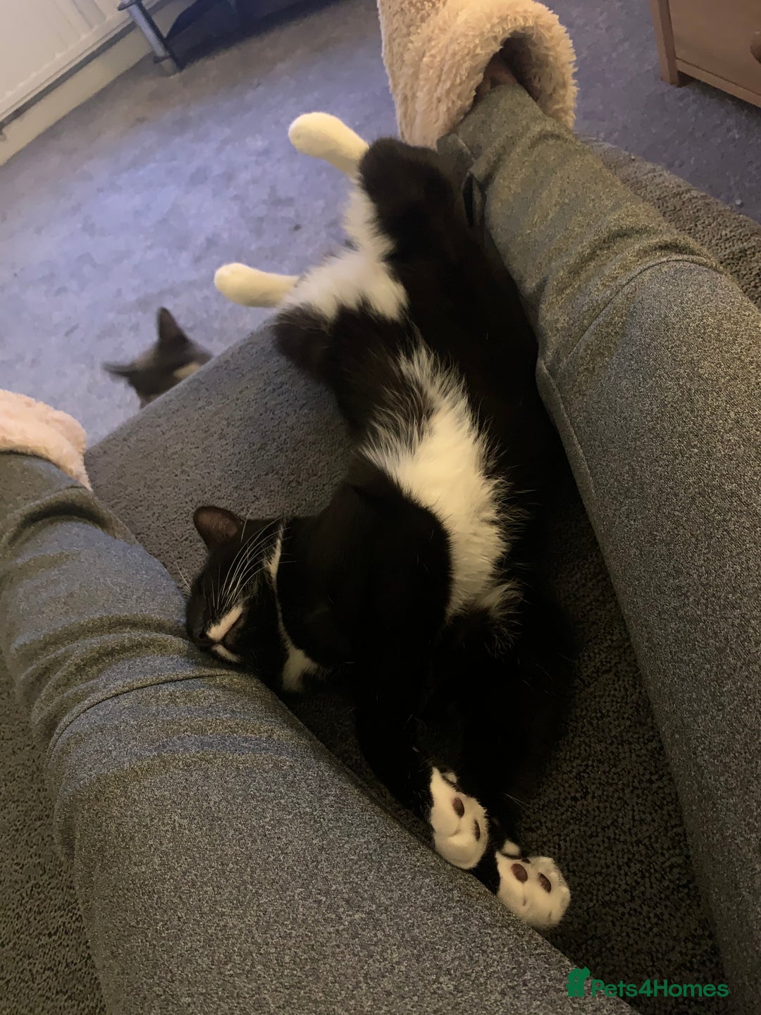 Mixed Breed cats for sale: Flimflam & Bojo - Image 18