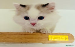 Ragdoll cats for sale: 🐾 Family reared GCCF reg ragdoll Kitten🐾 - Advert 7