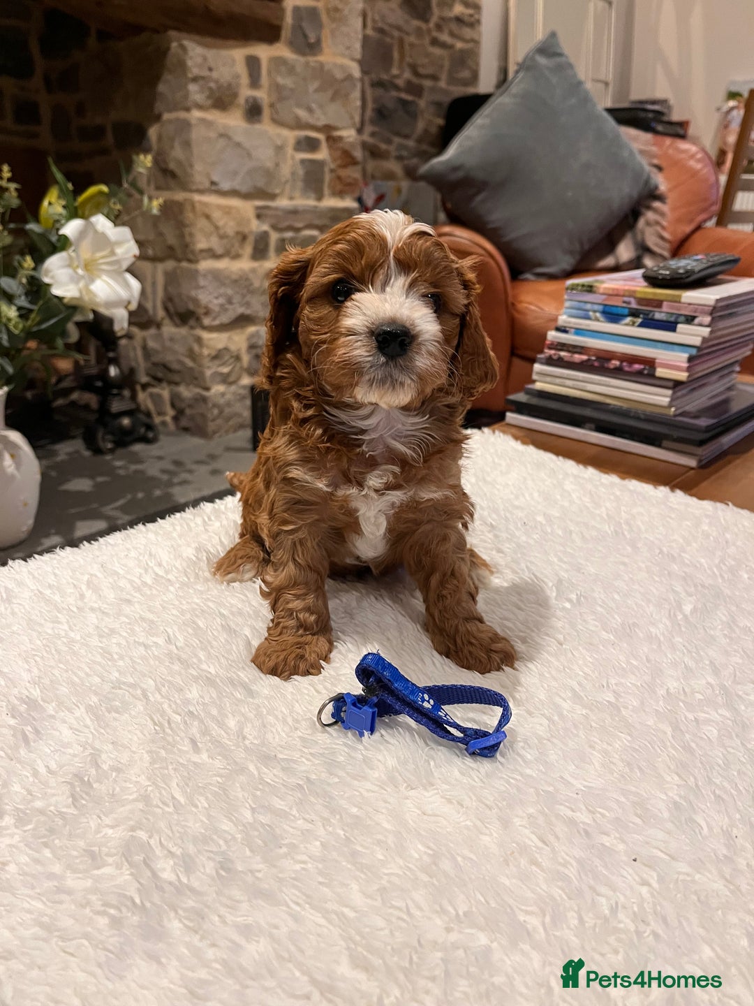 Cavapoo dogs for sale: Stunning litter of F1 Cavapoo puppies - Advert 14