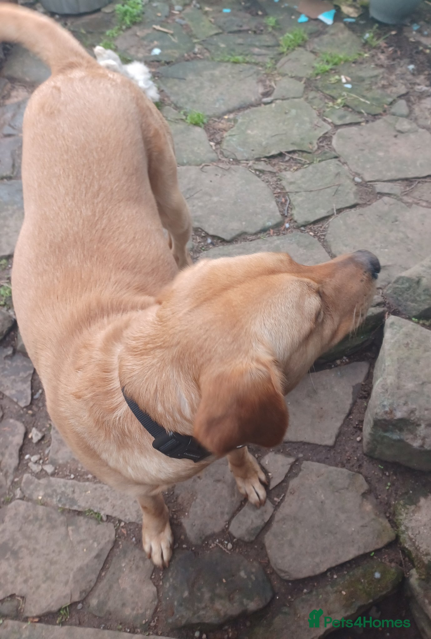 Labrador Retriever dogs for sale: Beautiful 20 month old red fox Labrador  in Hereford - Advert 3