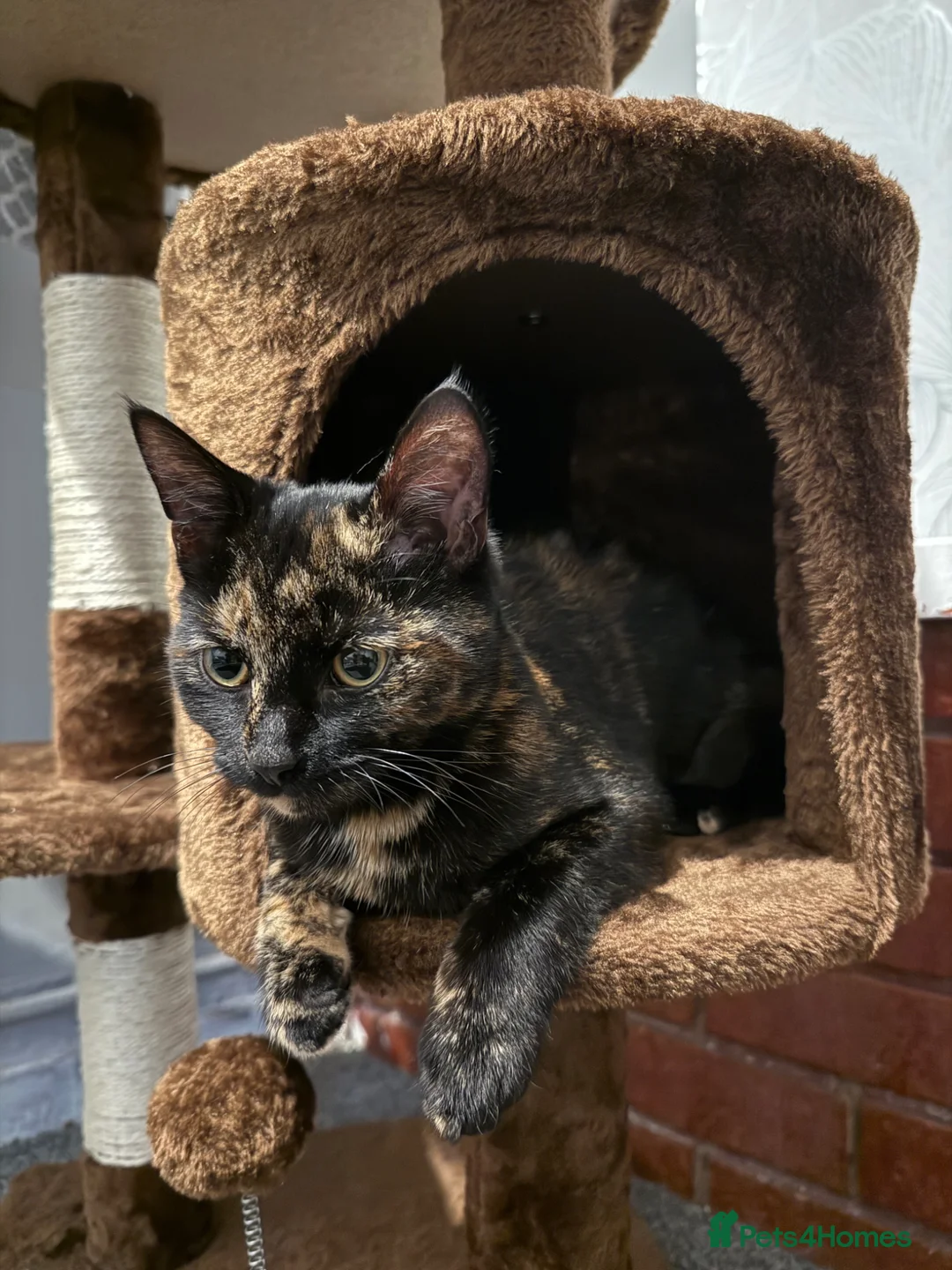 American Shorthair cats for sale: Lovely friendly cats looking for new home. - Advert 11