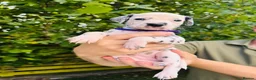 Dalmatian dogs for sale: 🖤 Ready now ONE BOY LEFT Dalmatian Puppies 🖤 - Advert 24