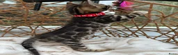 Bengal cats for sale: ❤️ Stunning Pure Bengal Kittens ❤️ - Advert 28