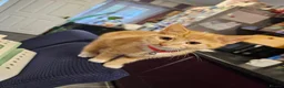 Maltese dogs for sale: LOVING FOREVER HOME WANTED – DOG & KITTEN  - Advert 2