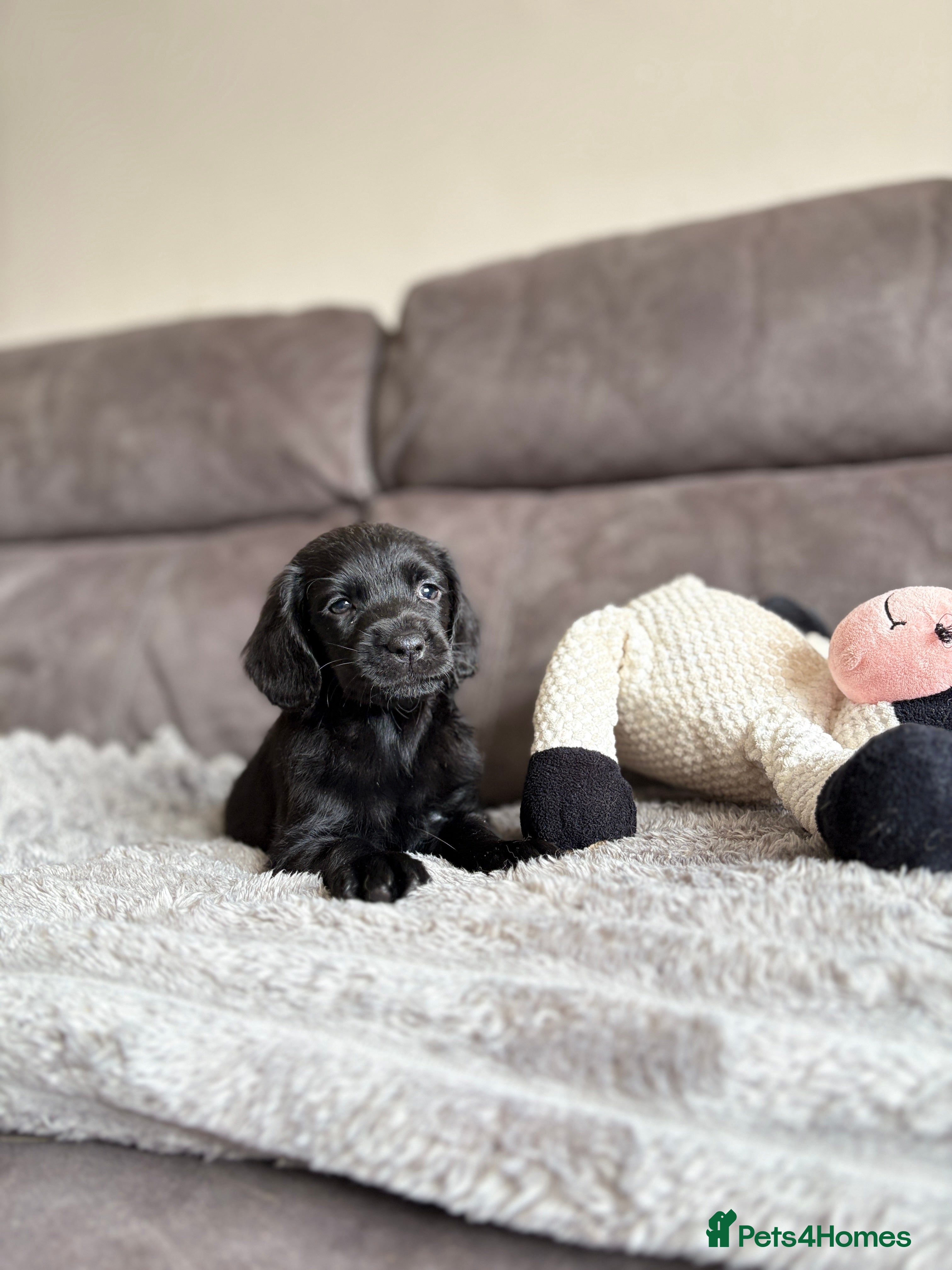 Cockerdor dogs READY TO LEAVE COCKERDOR PUPPIES💛🖤 - Advert 1