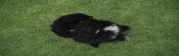 Mixed Breed dogs for sale: Poodle x pyreneese  puppies health tested  - Advert 4