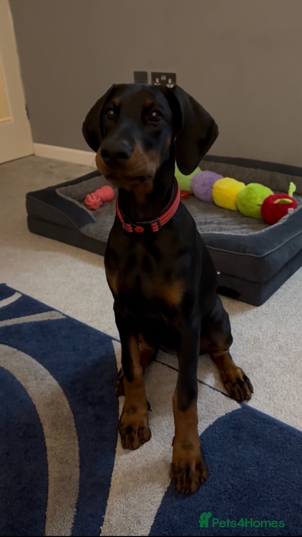 Dobermann dogs 15 week old (started) Doberman puppy female  - Advert 2