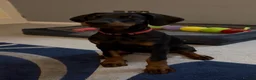 Dobermann dogs for sale: 15 week old (started) Doberman puppy female  - Advert 1
