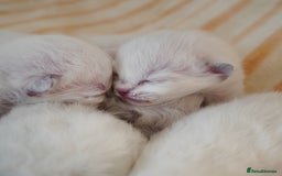 Ragdoll cats for sale: From Our Hearts to Yours – Ragdoll Kittens 💕 - Image 8