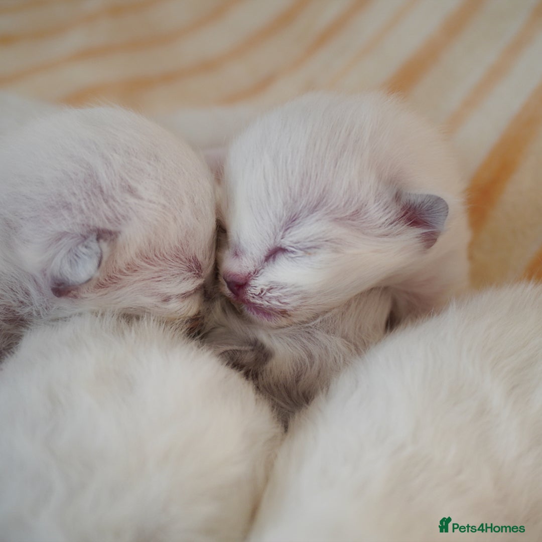 Ragdoll cats for sale: From Our Hearts to Yours – Ragdoll Kittens 💕 - Image 8