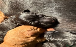 Labrador Retriever dogs for sale: Beautiful Mixed Colour Litter  - Image 5