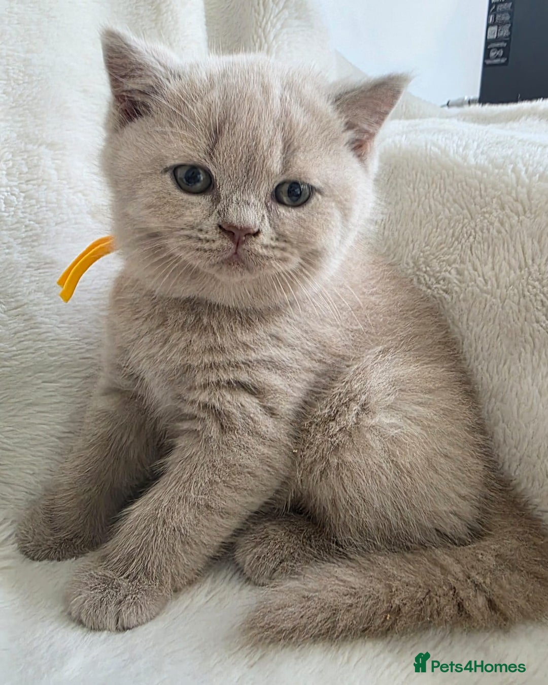 British Shorthair cats for sale: GCCF British Shorthair Kittens Champion Bloodline  - Image 6