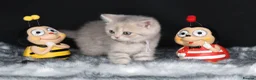 British Shorthair cats for sale: Registered Golden British Shorthaired kittens - Advert 17