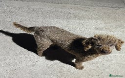 Doxiepoo dogs for sale: Daxi poos - Image 26
