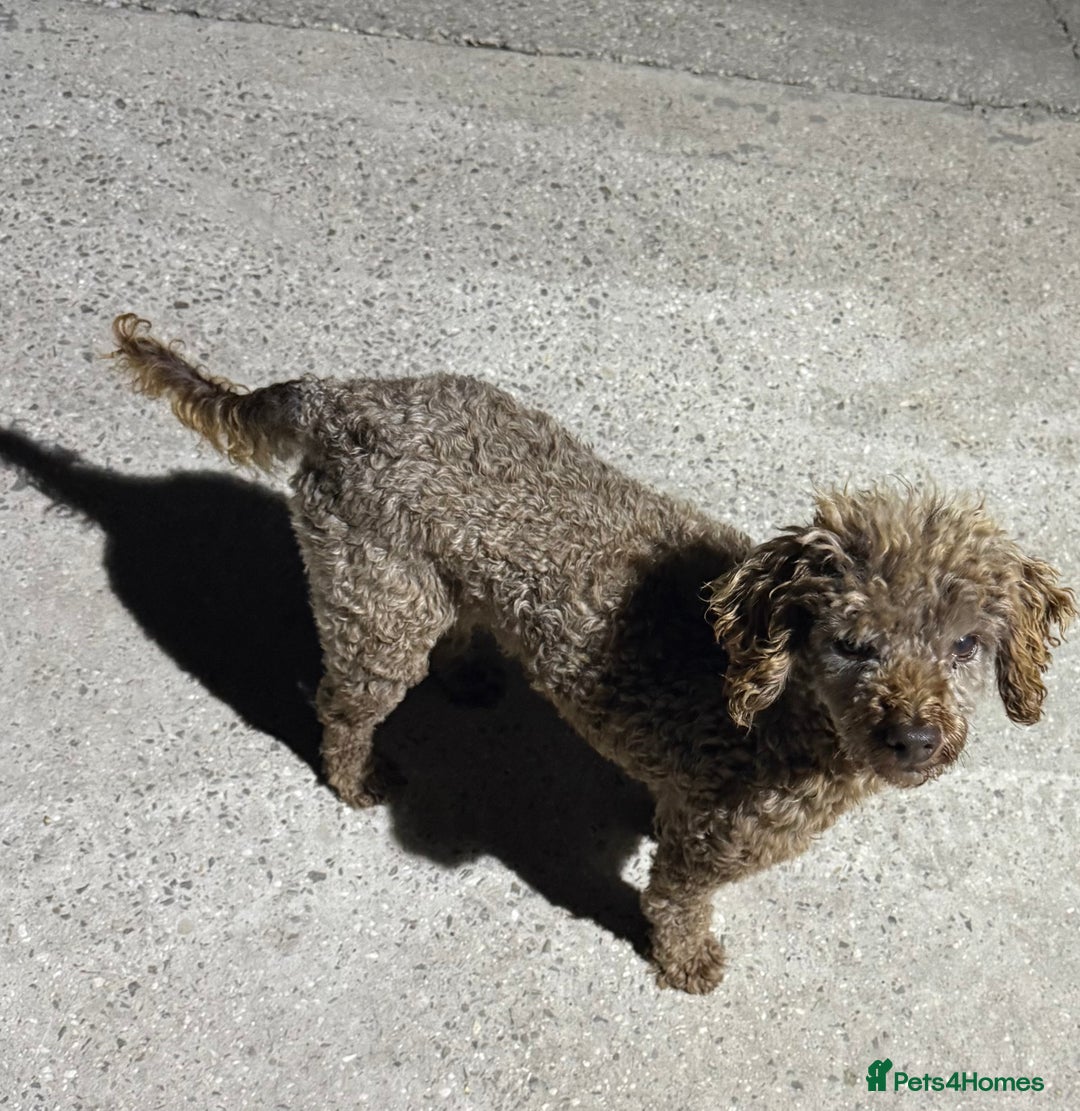 Doxiepoo dogs for sale: Daxi poos - Image 26