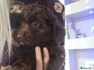 Shihpoo dogs Shihtzu x poodle - Advert 18