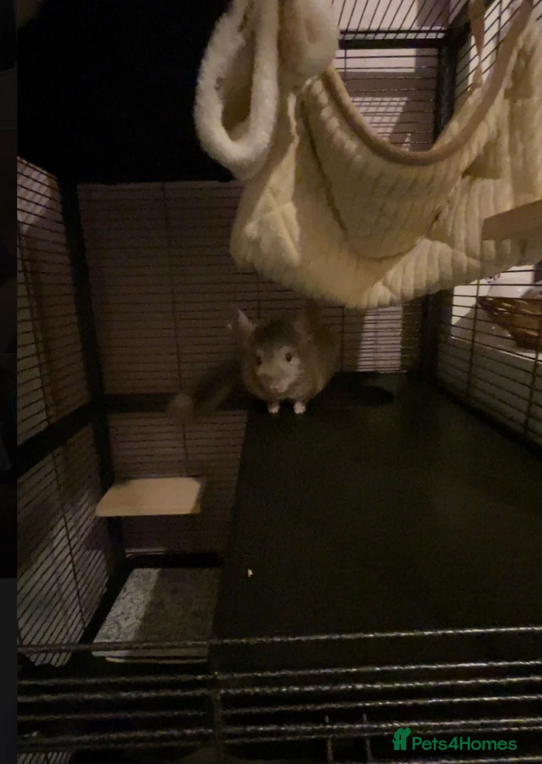 Chinchilla rodents for sale: Chinchilla  - Advert 2