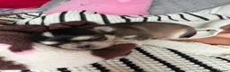 Chihuahua dogs for sale: ✨ EXQUISITE HUSKY MARKED LONG COAT CHIHUAHUAS ✨ - Advert 13