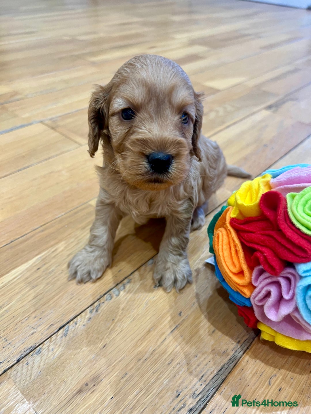 Cockapoo dogs for sale: ♥️Fabulous Toy Cockapoo Puppies Kc Reg Parents - Advert 18