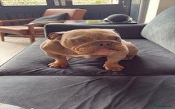English Bulldog dogs for sale: 4 year old English bulldog - Image 1