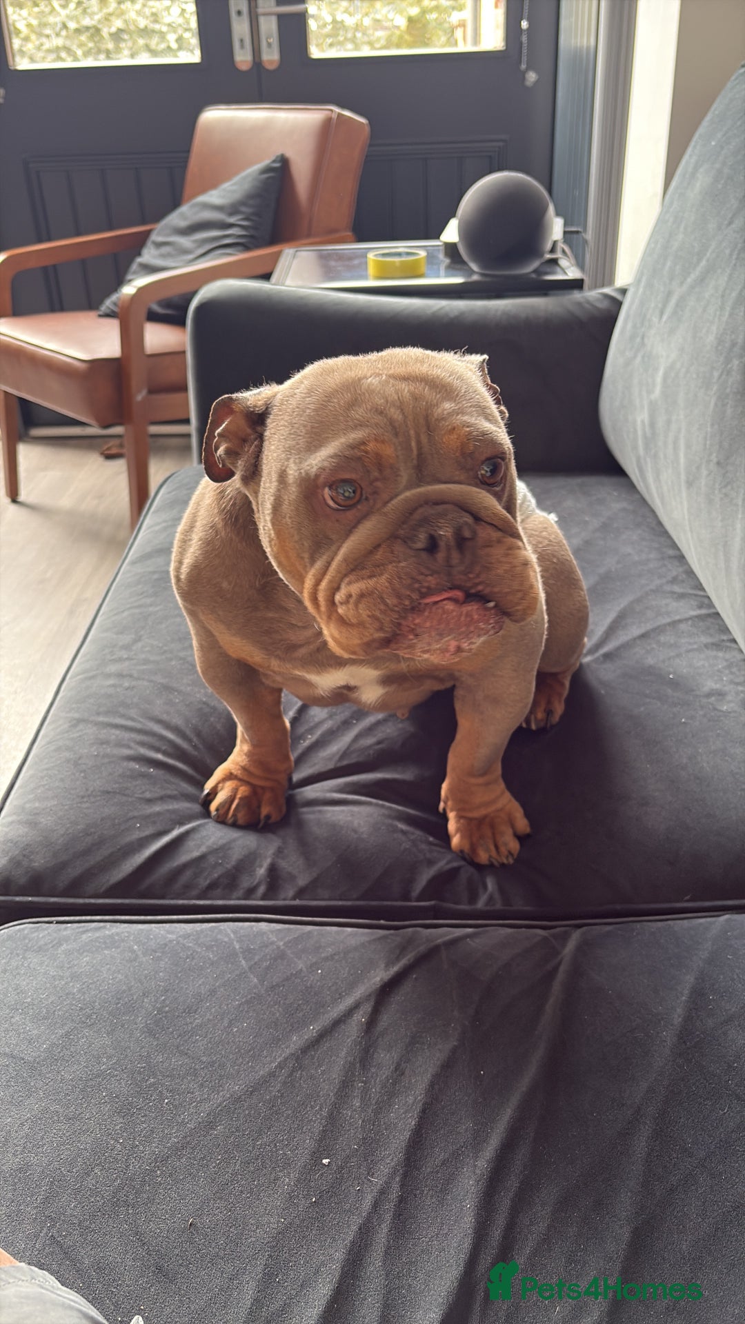 English Bulldog dogs for sale: 4 year old English bulldog - Image 1