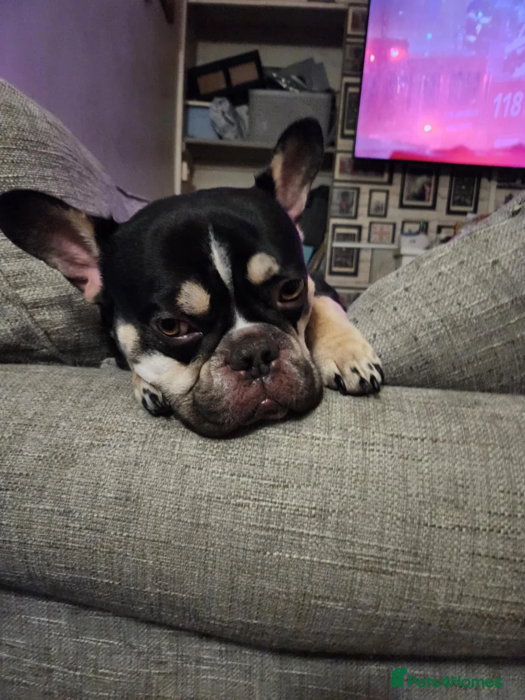 French Bulldog dogs for stud: French bulldog for stud  - Advert 2