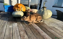 Rex rabbits for sale: Rex Standard Kits available  - Advert 2