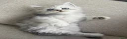 Persian cats for sale: 1 male available - ready now 🩵 - Advert 6
