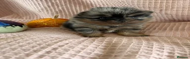 Pomeranian 1