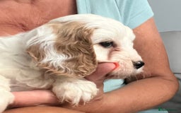 Cavapoo dogs for sale: Cavapoo Puppy 3 - 🐶🐩 7 HEALTH CLEAR ADORABLE CAVAPOO PUPPIES 🐩🐶  - Image 19