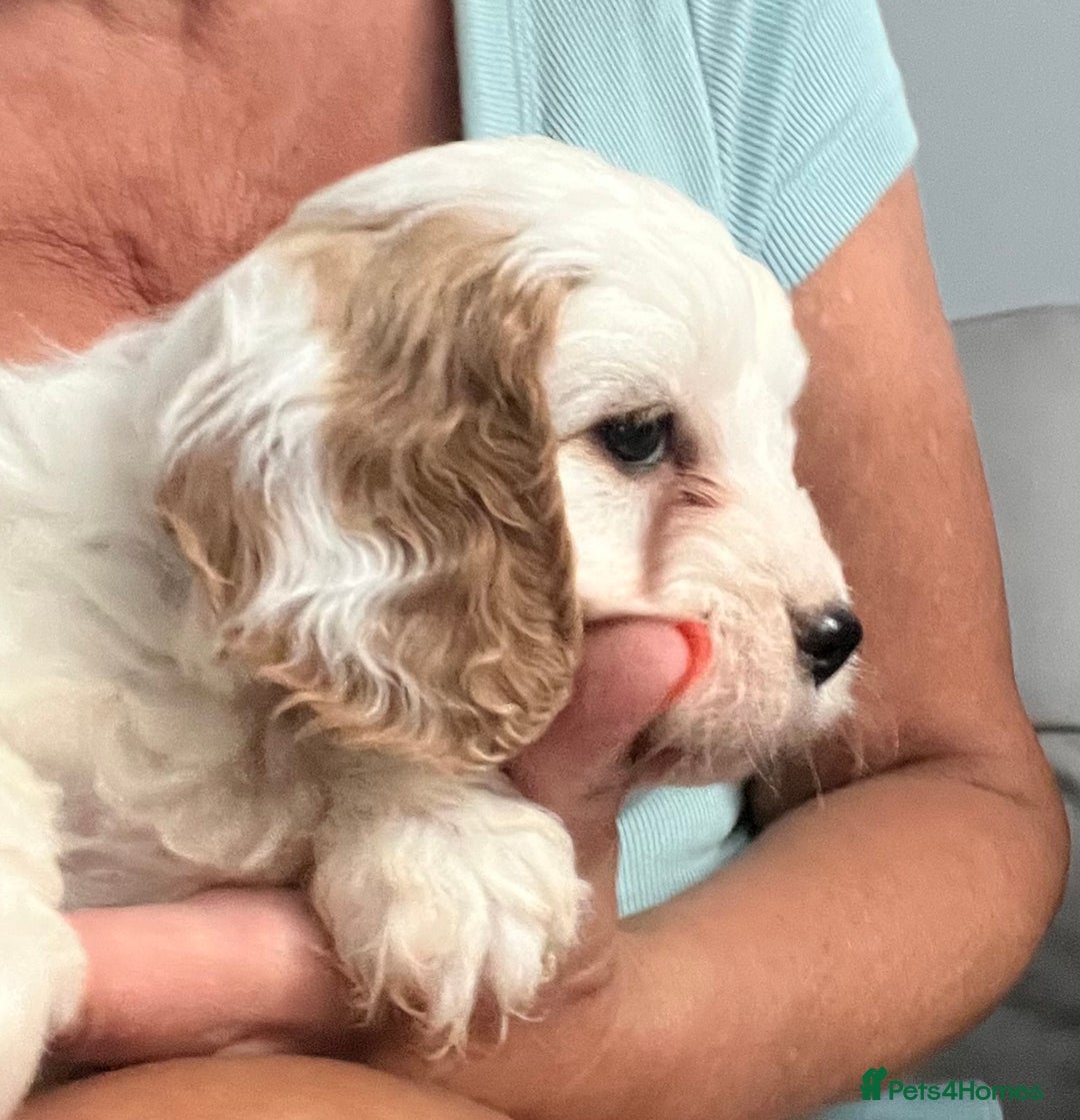 Cavapoo dogs for sale: Cavapoo Puppy 3 - 🐶🐩 7 HEALTH CLEAR ADORABLE CAVAPOO PUPPIES 🐩🐶  - Image 19