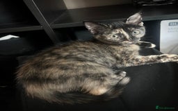 Mixed Breed cats for sale: 5 beautiful kittens ready for a new loving home  - Image 33