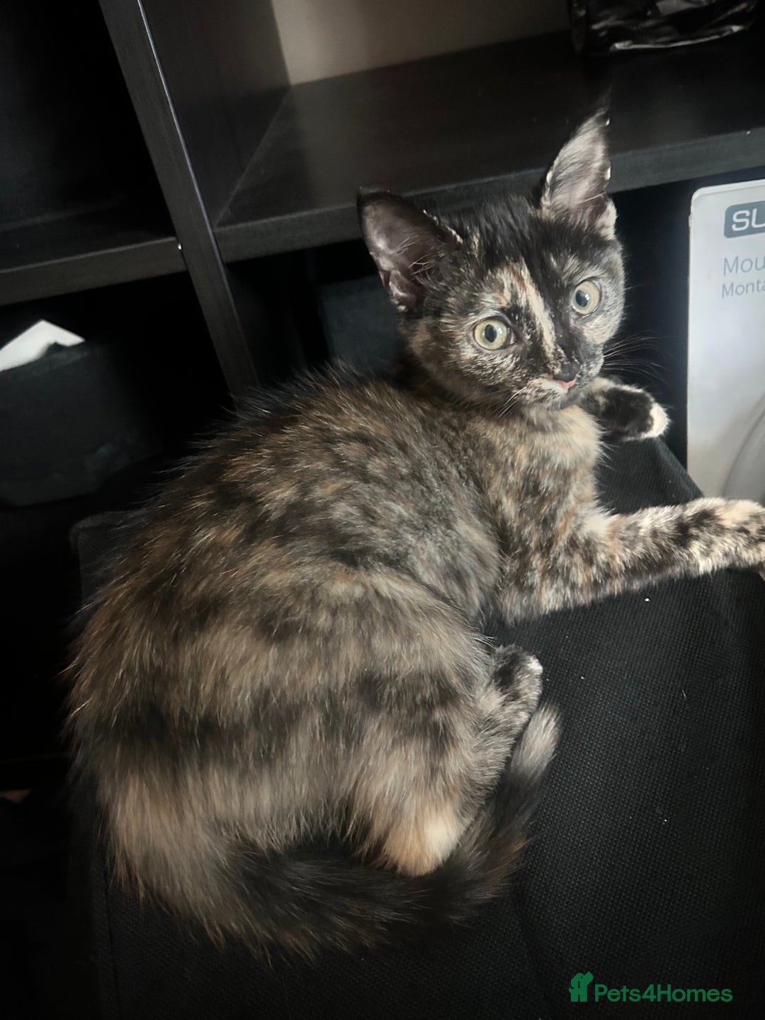Mixed Breed cats for sale: 5 beautiful kittens ready for a new loving home  - Image 33