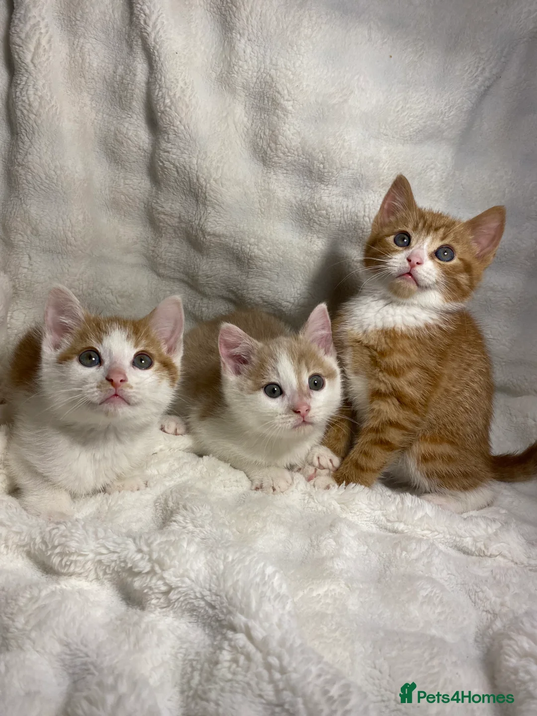 Mixed Breed cats for sale: 3 Adorable Kittens Ready For Their New Home🏡 - Advert 4