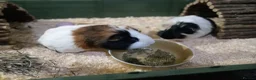 Guinea Pig rodents for sale: Gunnie pigs hand fed, trained very friendly in Loughton - Advert 1