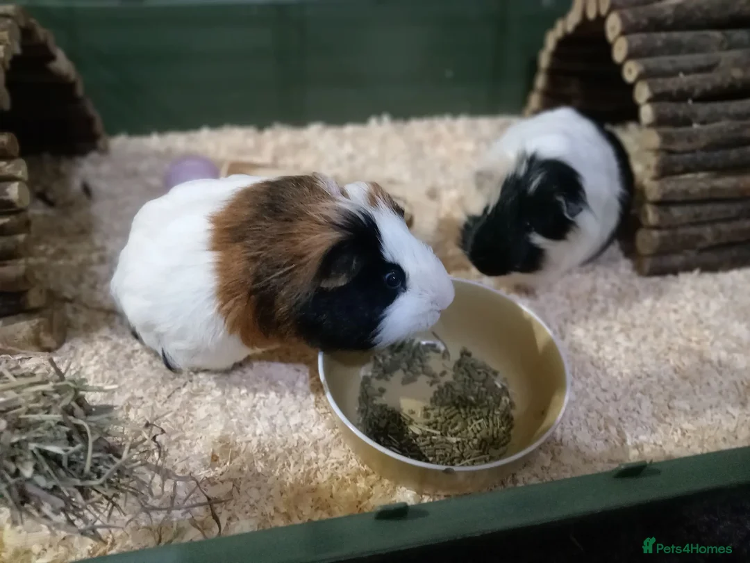 Guinea Pig rodents for sale: Gunnie pigs hand fed, trained very friendly in Loughton - Advert 1