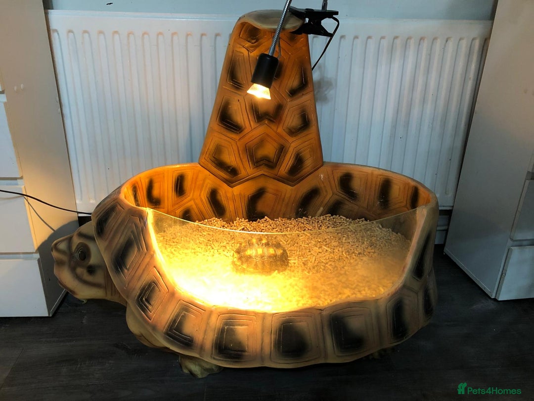 Tortoise reptiles for sale: Sulcata tortoise with terrarium  - Image 1