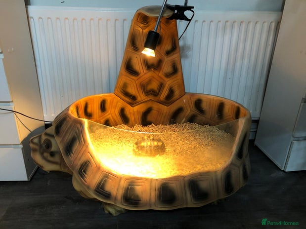 Tortoise reptiles - Advert 1