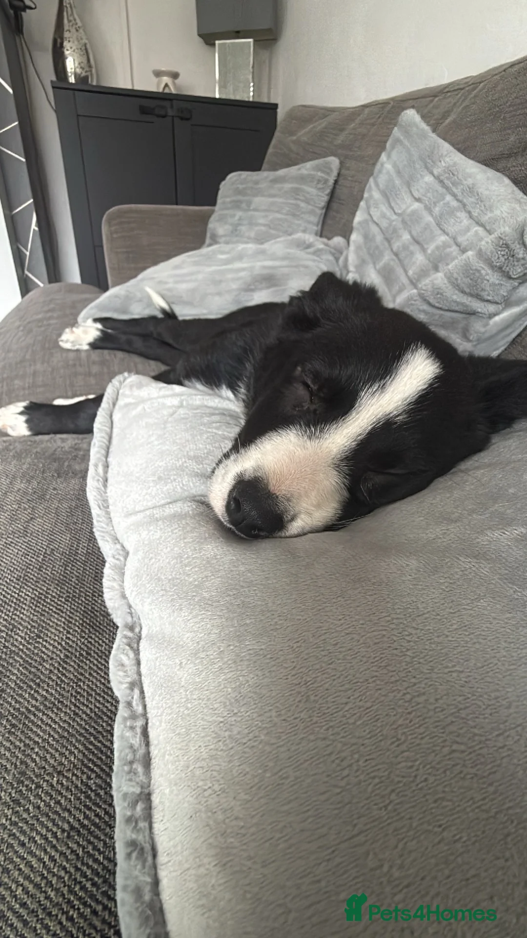 Border Collie dogs for sale: Little Maisie moo - Advert 1