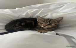 Mixed Breed cats for sale: 🐾 Gorgeous Kitten Ready for Her Forever Home! 🐾 - Image 1