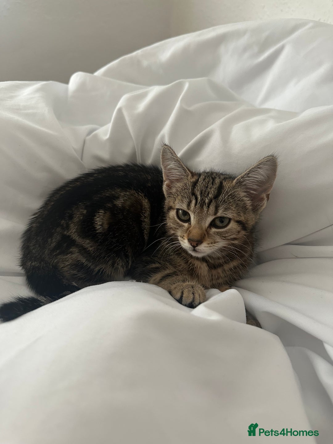 Mixed Breed cats for sale: 🐾 Gorgeous Kitten Ready for Her Forever Home! 🐾 - Image 1