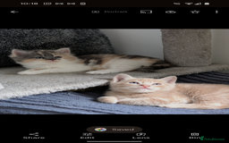 Mixed Breed cats for sale: Beautiful healthy kittens - ONLY 2 AVAILABLE 😍😍 - Image 9